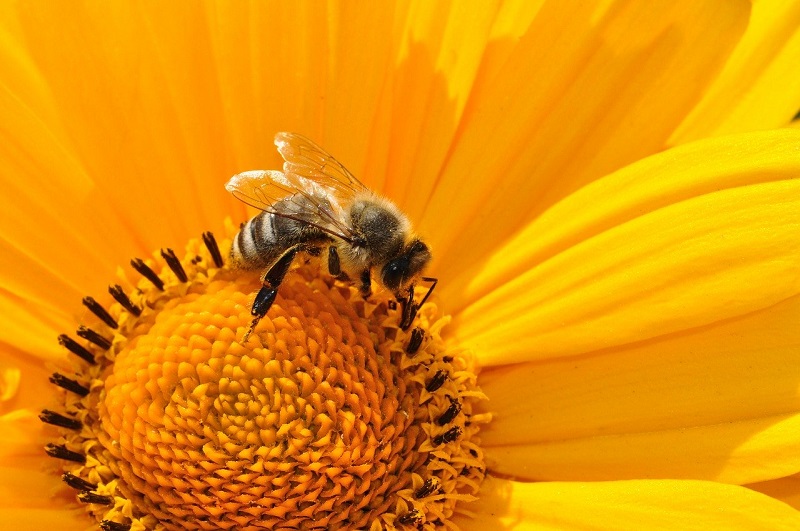 A honeybee sitting inside a large yellow flower