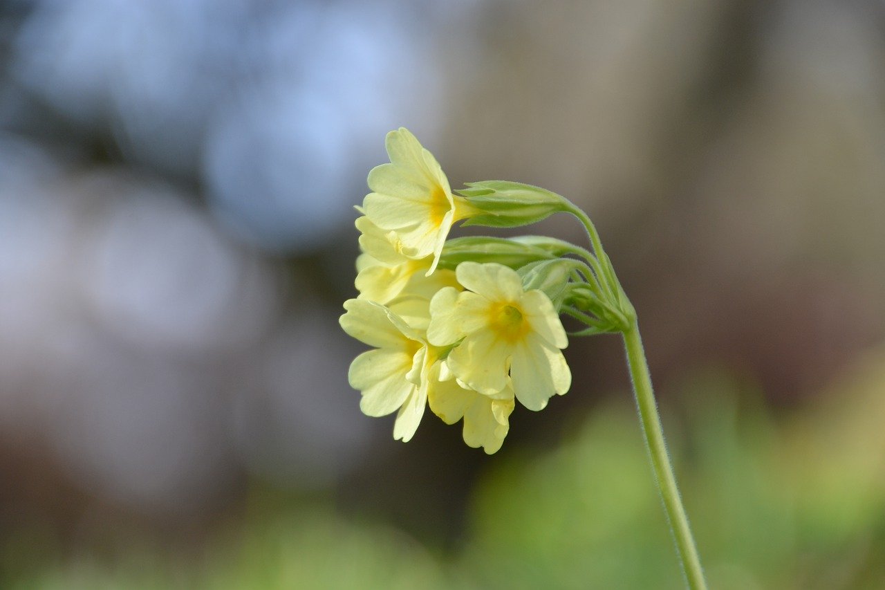 Cowslip flower