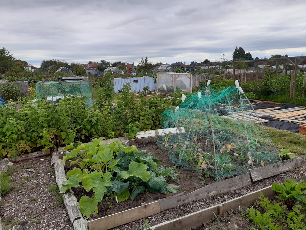 Allotment